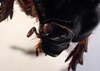 P1303404a.jpg